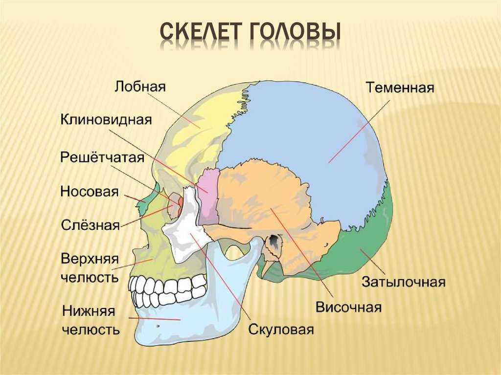 Кости лицевого черепа презентация