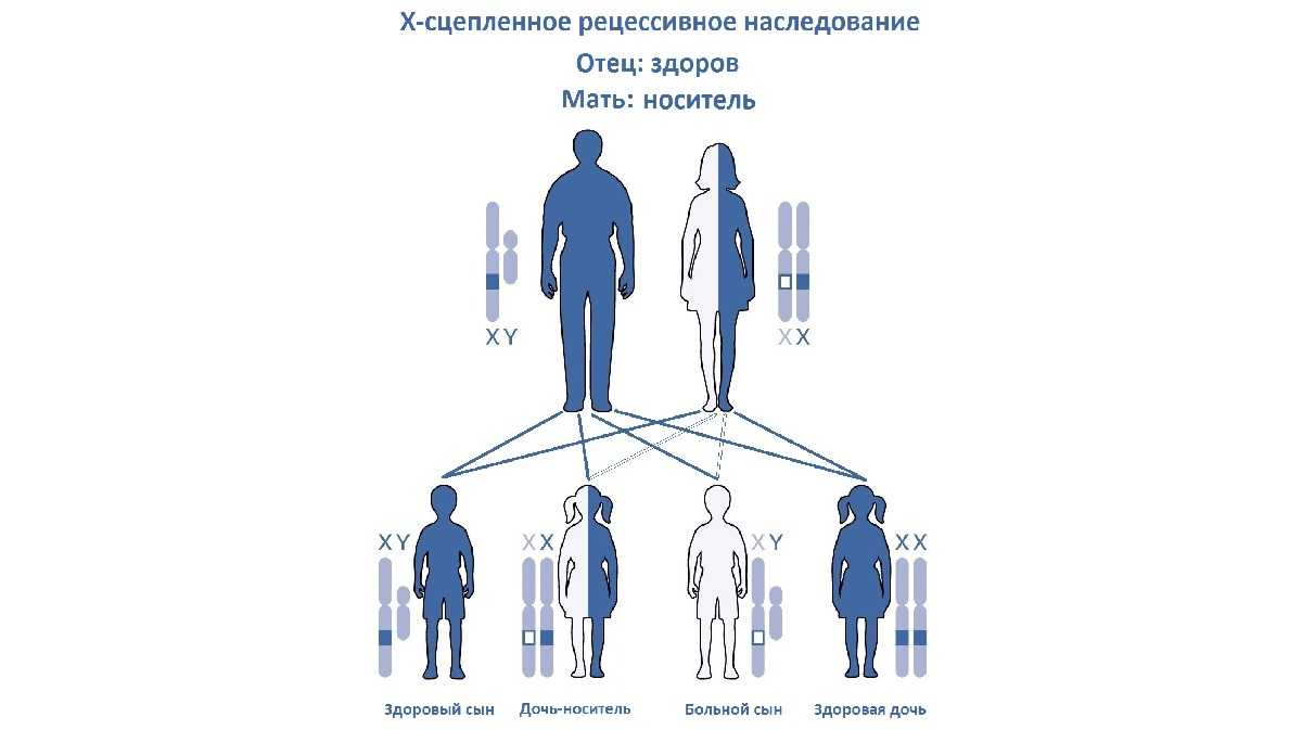 Папа гена мама. Механизм наследования гемофилии. Схема наследования гемофилии. Гемофилия Тип наследования схема. Гемофилия генетика Тип наследования.