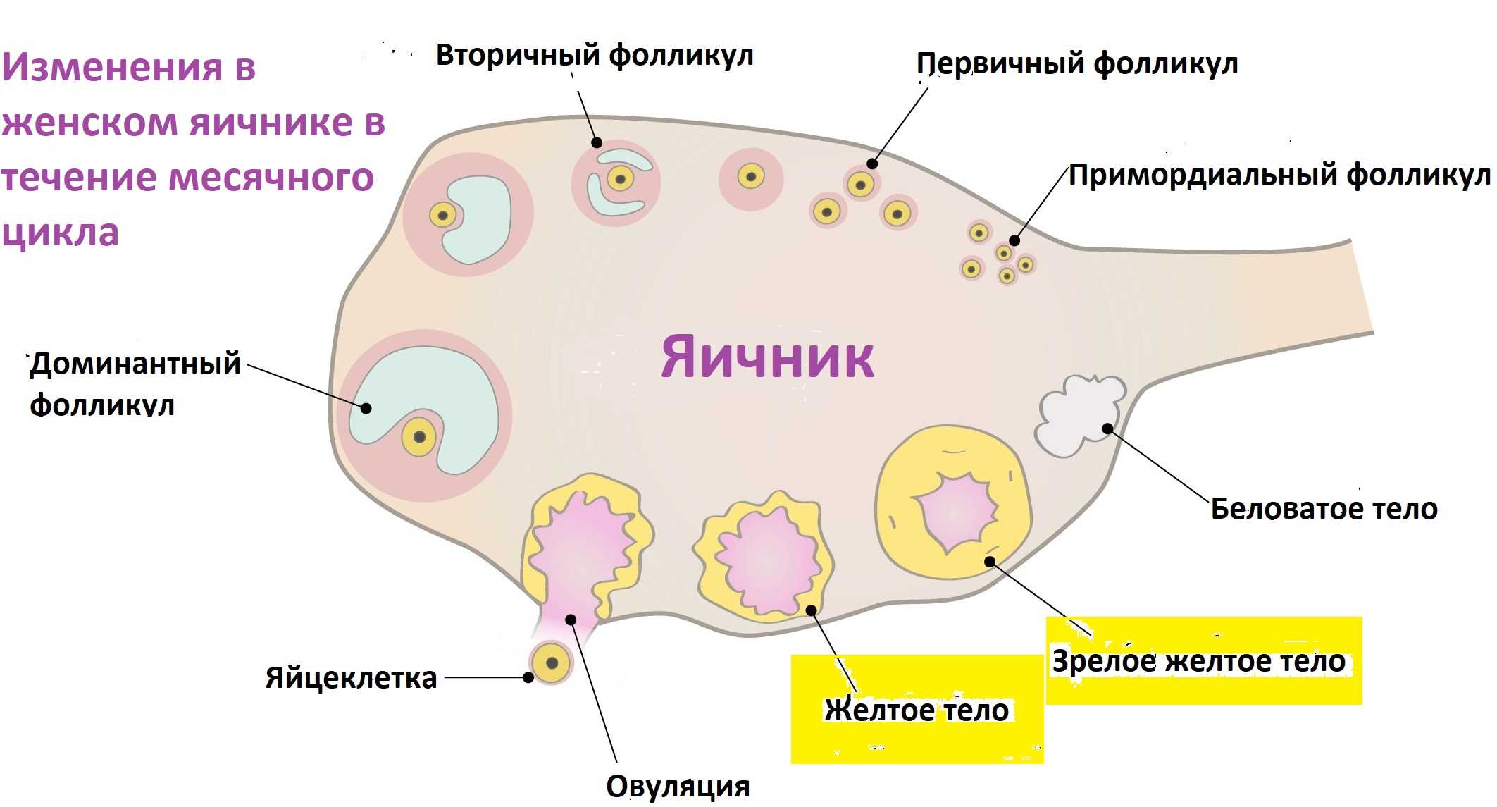 Мультифолликулярные яичники - последствия для беременности