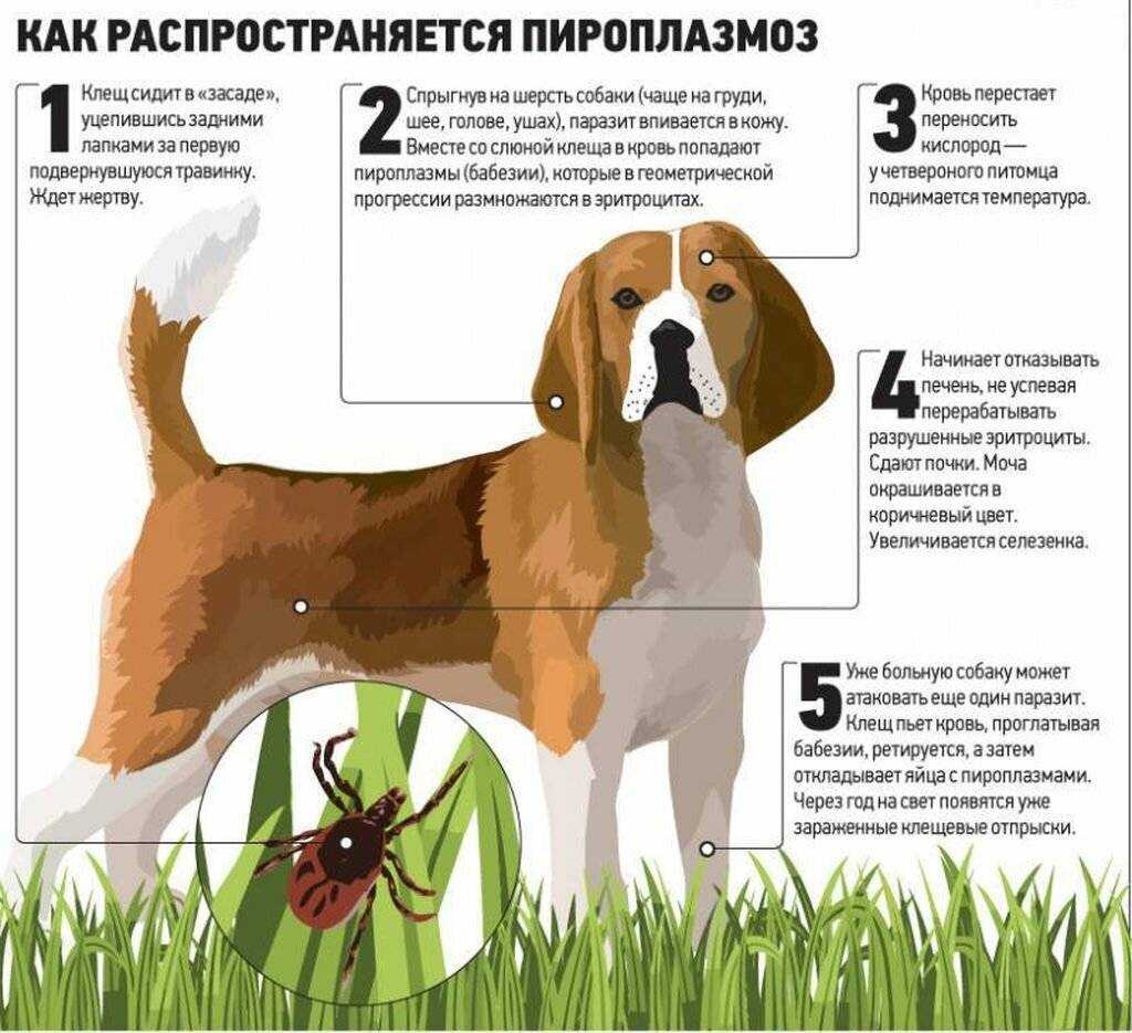 Как защитить собаку от клещей