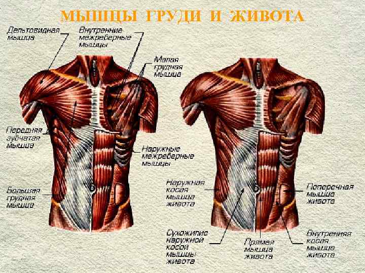 Фото грудных мышц анатомия