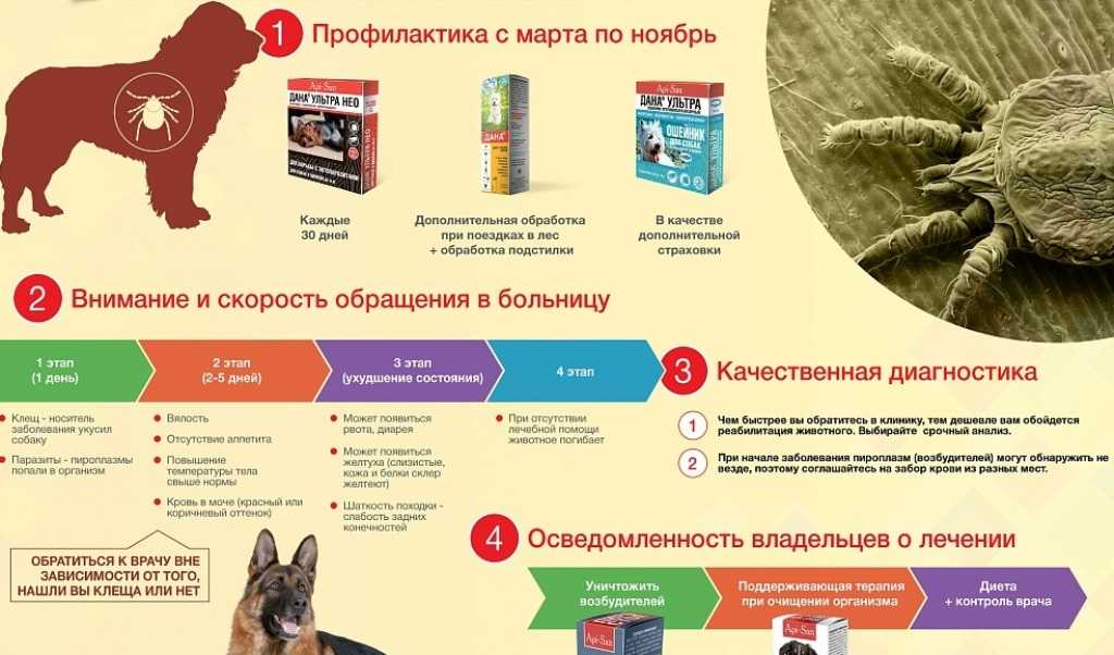 Как защитить домашнего питомца от клещей? slygod.com