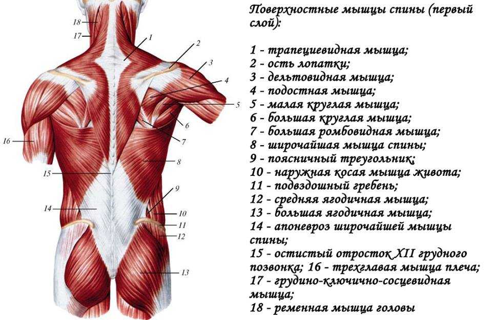 Анатомия для массажиста в картинках