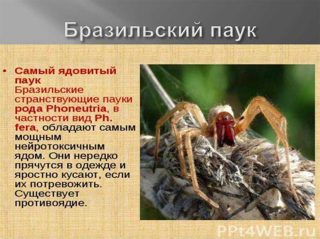 Опасные насекомые и их укусы