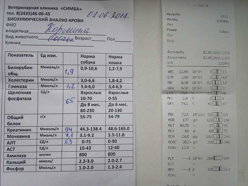 Анализ крови на креатинин в медицинской лаборатории оптимум г. сочи (адлер) | биохимия крови