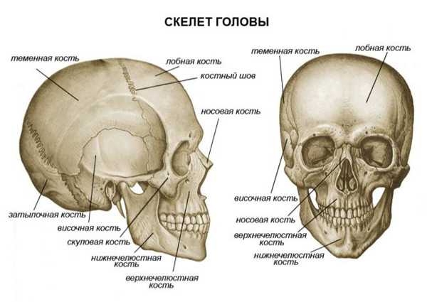 Лобная кость человека | анатомия лобной кости, строение, функции, картинки на eurolab