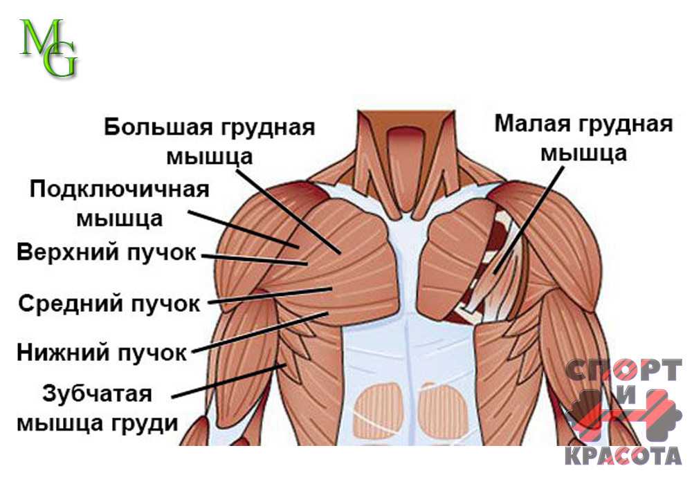 Анатомия: фасция груди.
