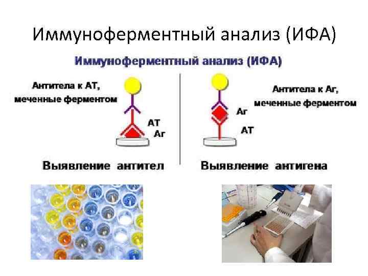 Сыворотка крови методом ифа. Иммуноферментный анализ принцип метода. ИФА метод диагностики микробиология. Схема постановки реакции ИФА. Принцип метода иммуноферментного анализа ИФА заключается в.