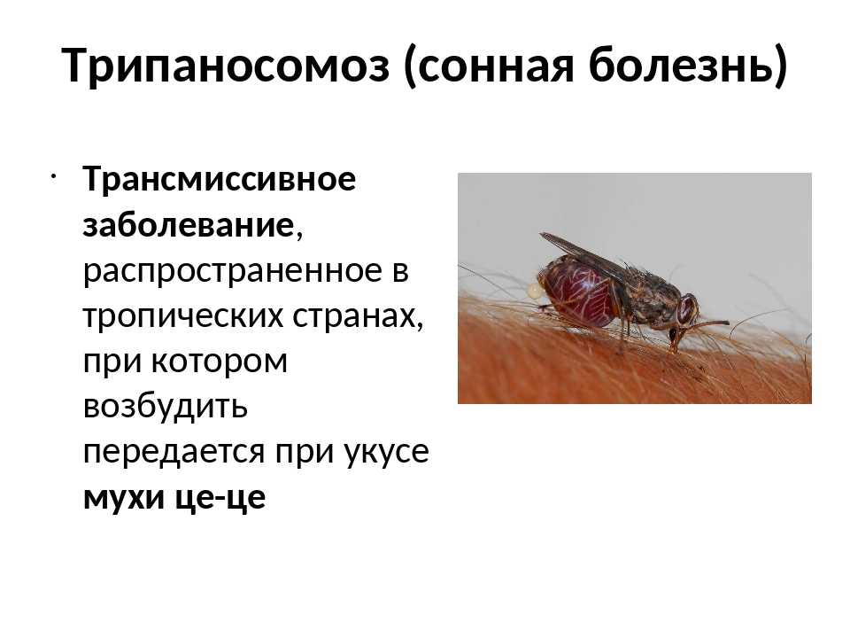 Trypanosoma cruzi: переносчик, инвазионная стадия, распространение