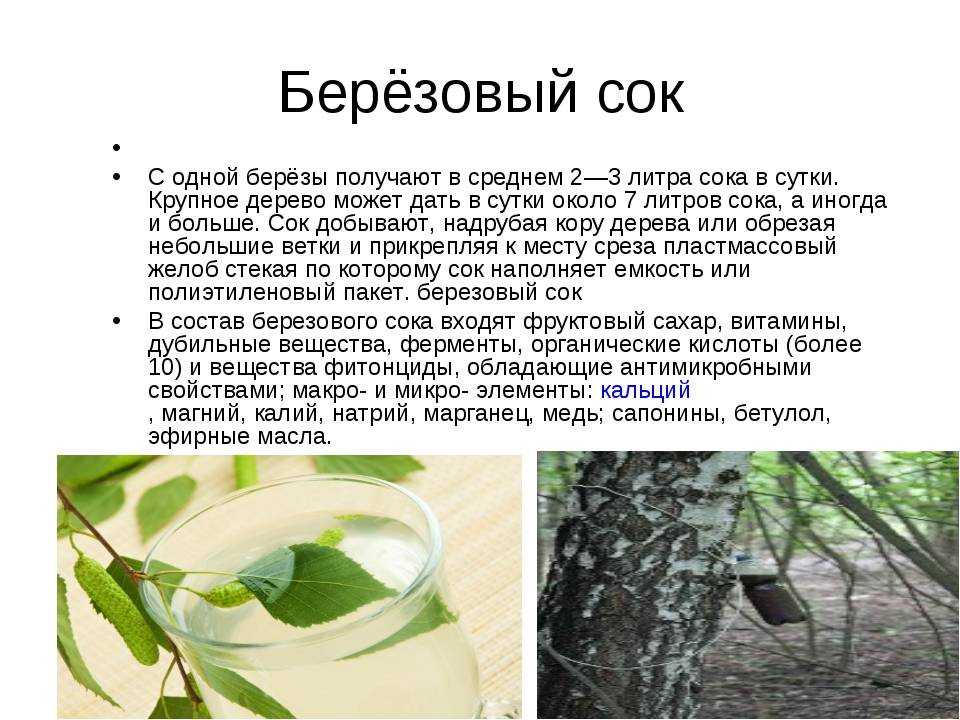Березовый сок🌿: польза и вред, противопоказания, прием при различных заболеваниях