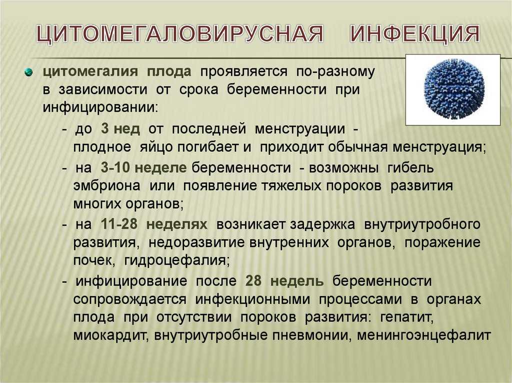 Цитомегаловирусная инфекция человека(цмв) - цитомегаловирус - симптомы цмв - диагностика и лечение цмв