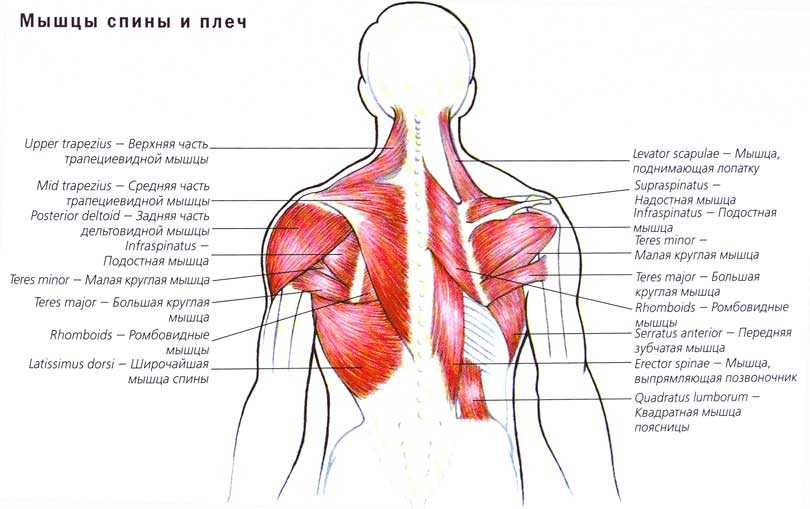 Мышца трапециевидная — функции, анатомия и лечение