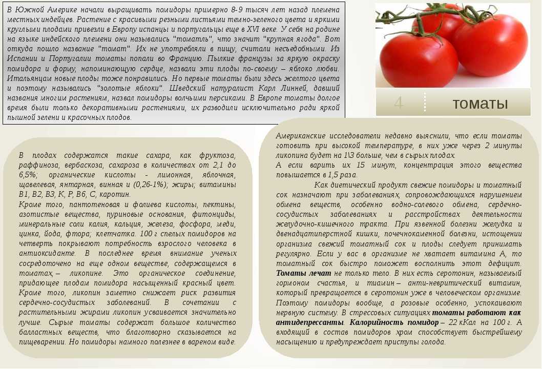 Помидор