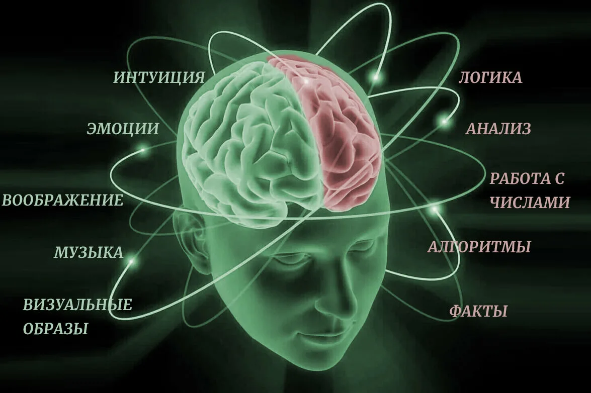 Творчество и логика: миф о функциональной асимметрии полушарий головного мозга