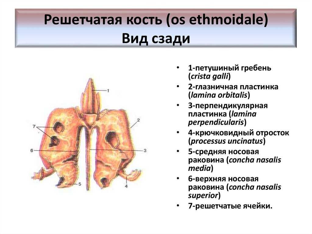 Решетчатые функции и их изображения