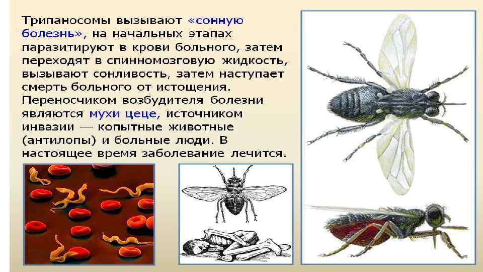 Жизненные циклы паразитов: виды, классификация, смена хозяев | признаки, лечение и диагностика вгкб № 2