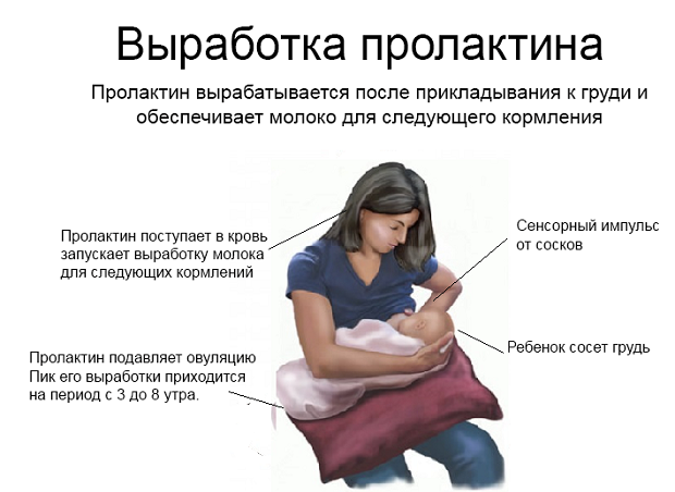 Месячные при грудном вскармливании