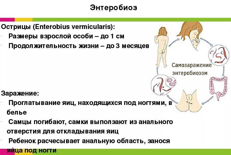 Энтеробиоз