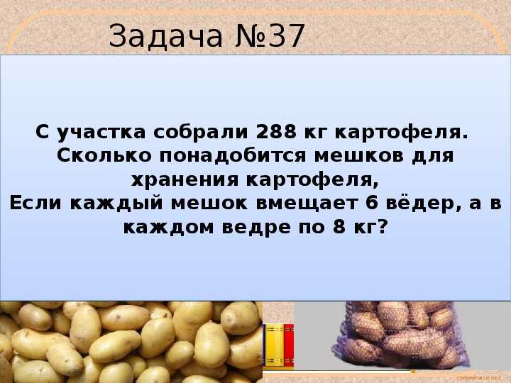 Сколько весит одна средняя картофелина