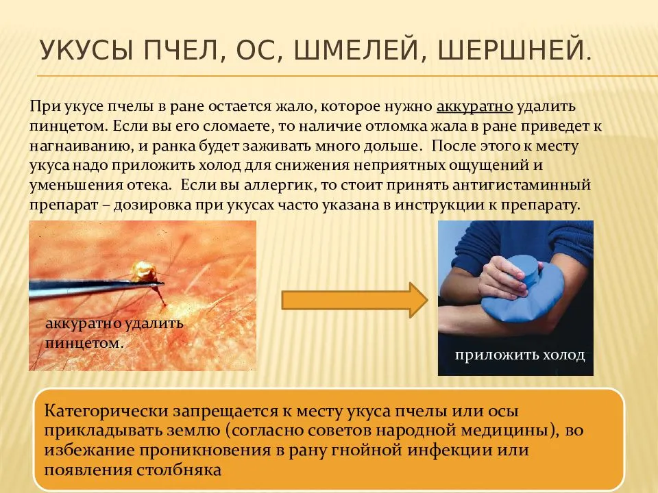 Каракурт: внешний вид (с фото) и опасность для человека