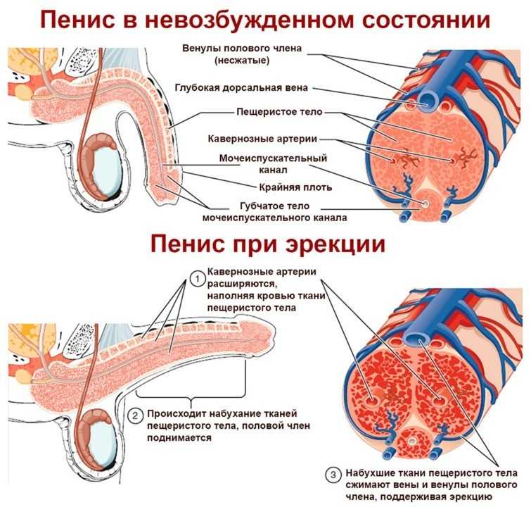Эрекция, ослабление или отсутствие эрекции - причины, лечение
