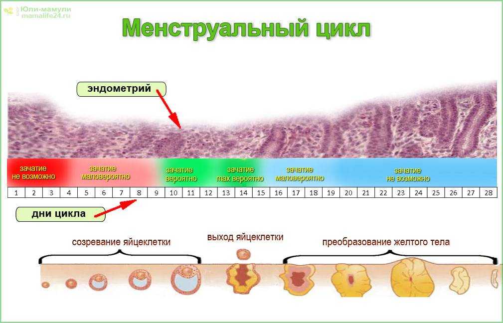 Фазы менструального цикла и женские половые гормоны