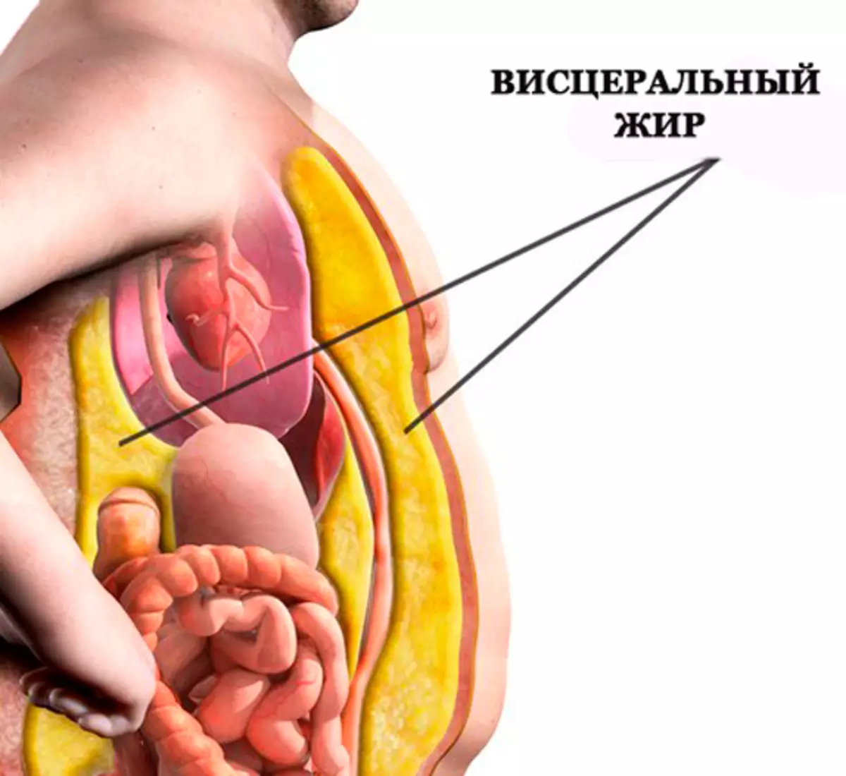 Для чего нужен жир в организме?