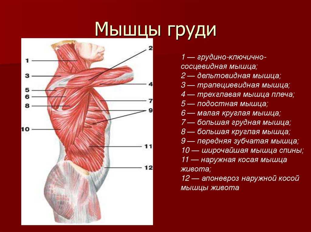 Мышцы груди анатомия картинки