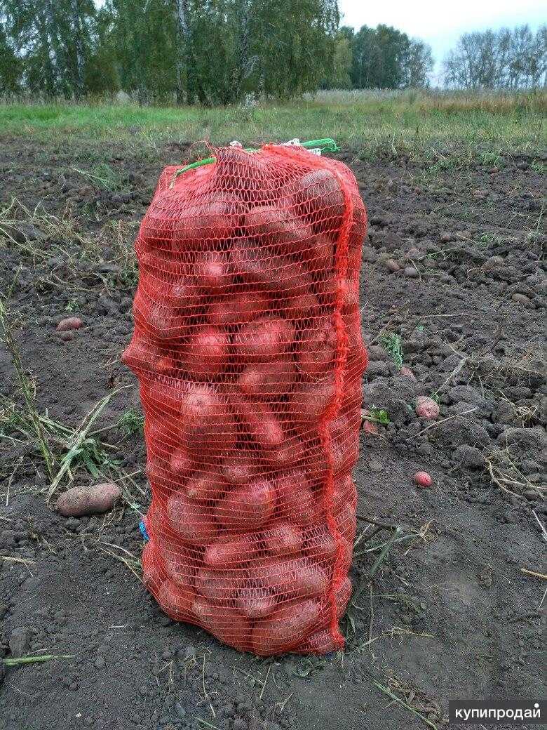 Мешок картошки сколько кг. Картофель в мешках. Картофель в сетке. Картофель красный, сетка. Мешки сетка для картошки.