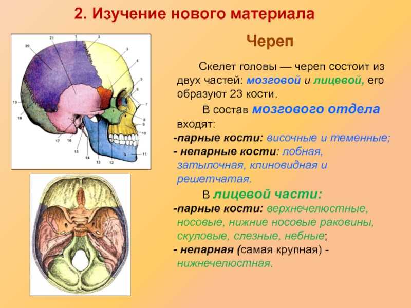 Какими цифрами на рисунке обозначены непарные кости мозгового отдела черепа