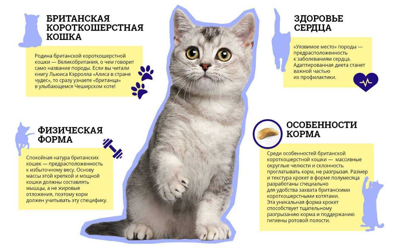 Кошкин дом