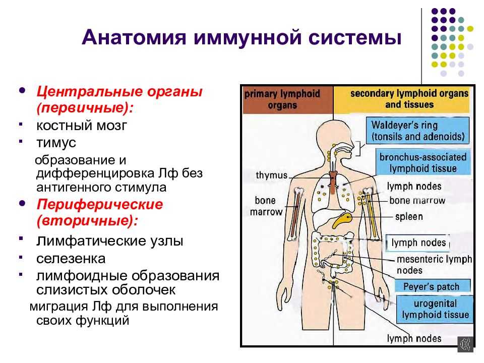 Лимфоидная ткань органы. Классификация органов иммунной системы схема. Центральные органы иммунной системы человека функции. Функции периферических органов иммунной системы. Перечислите периферические органы иммунной системы.