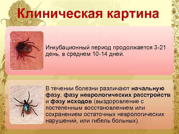 Клещевой энцефалит у детей