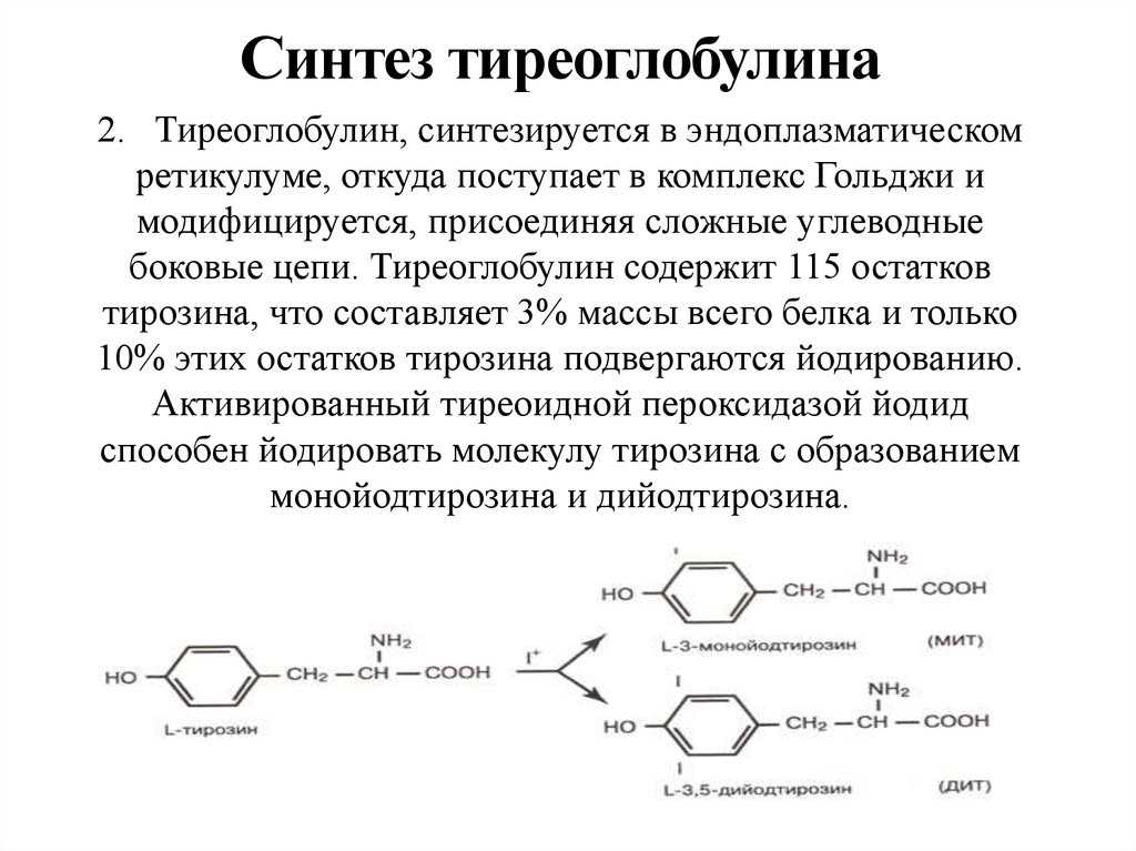 Тирозин что это такое. Синтез гормонов щитовидной железы схема. Схема синтеза тиреоидных гормонов. Тиреоглобулин щитовидной железы синтезируется. Синтез тиреоидных гормонов биохимия.