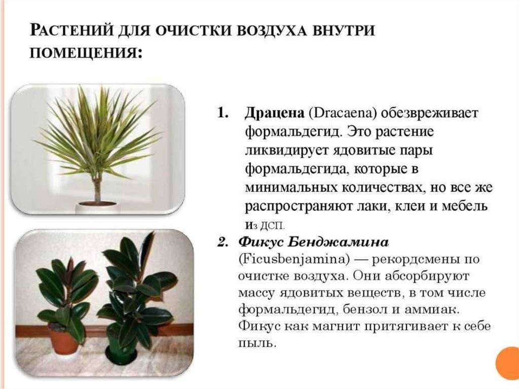 Популярные комнатные растения, очищающие воздух квартиры