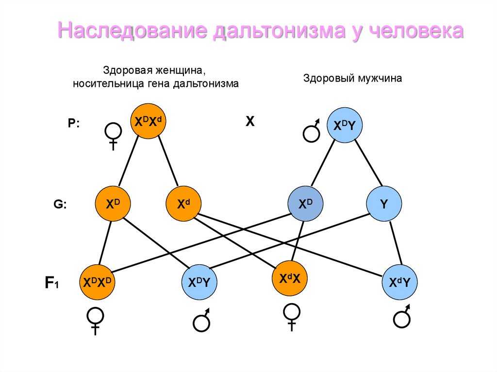 Дальтонизм у мужчин: причины и лечение - энциклопедия ochkov.net
