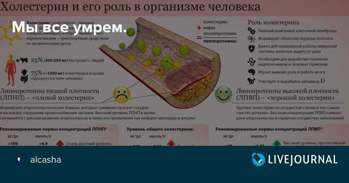 Последствия употребления жирной пищи, помощь пищеварению при употреблении жирной еды