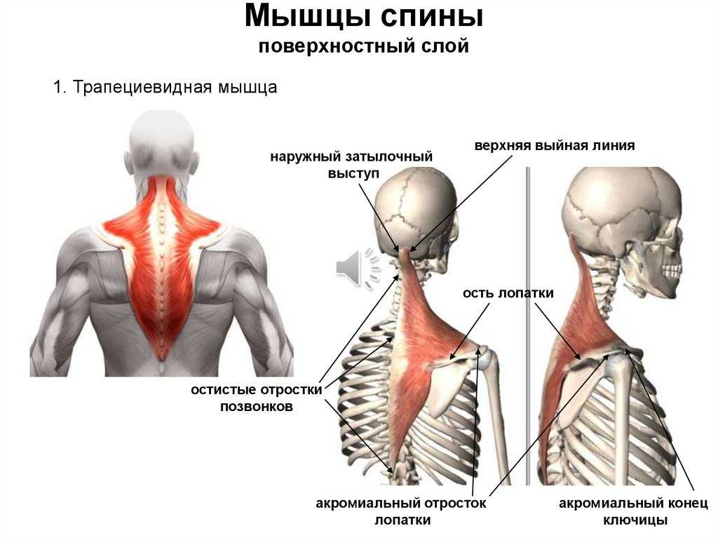 Малая ромбовидная мышца анатомия