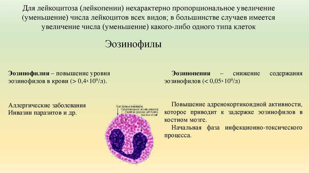 Повышенный лейкоциты и повышены эозинофилы