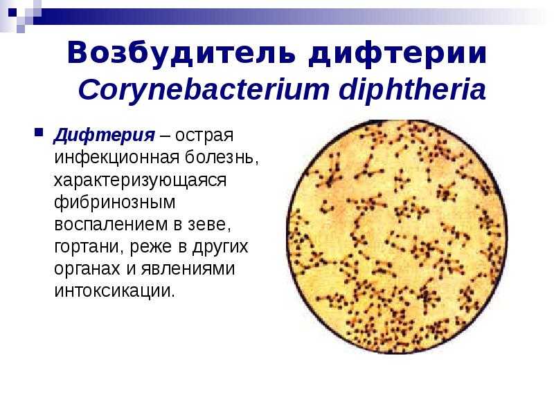 Заболевания и их профилактика