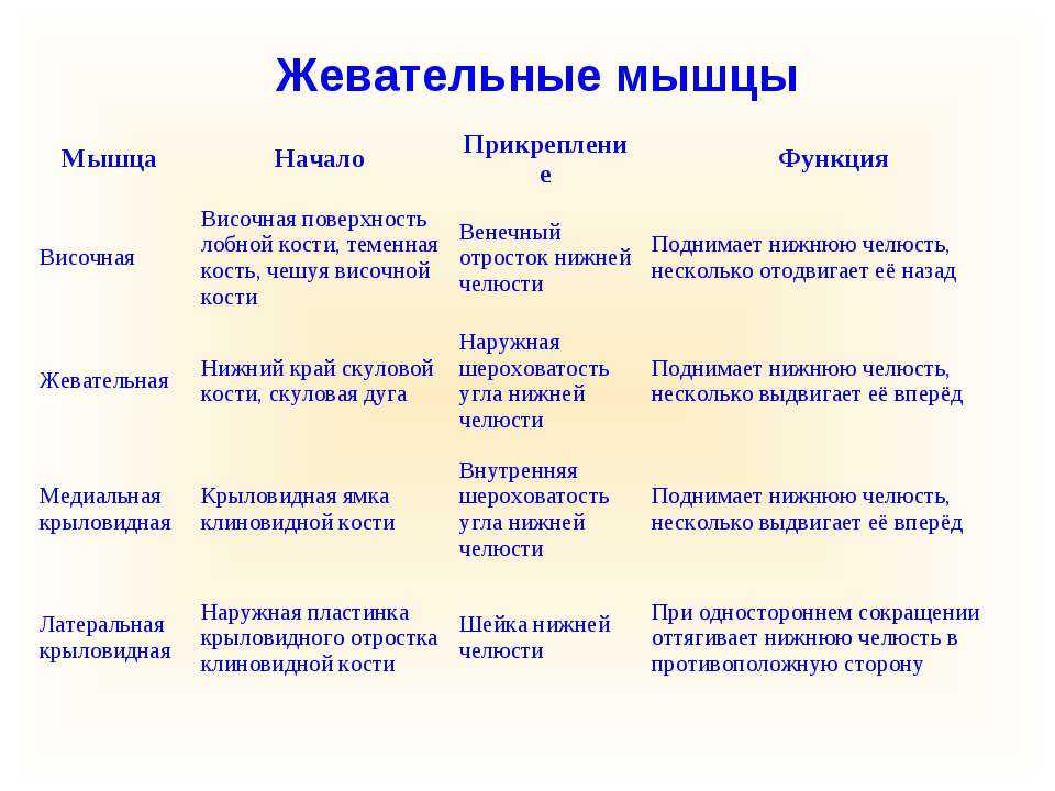 Мышцы медиального тракта спины человека | анатомия мышц медиального тракта спины, строение, функции, картинки на eurolab