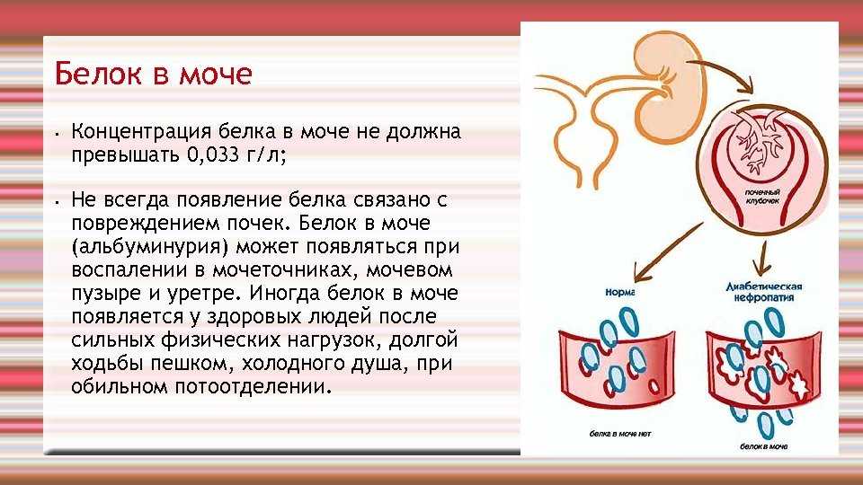 Сопровождение беременности у женщин, страдающих болезнями почек