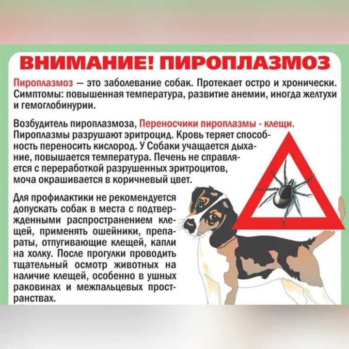 Барс от клещей - заказать самогруз в новосибирске