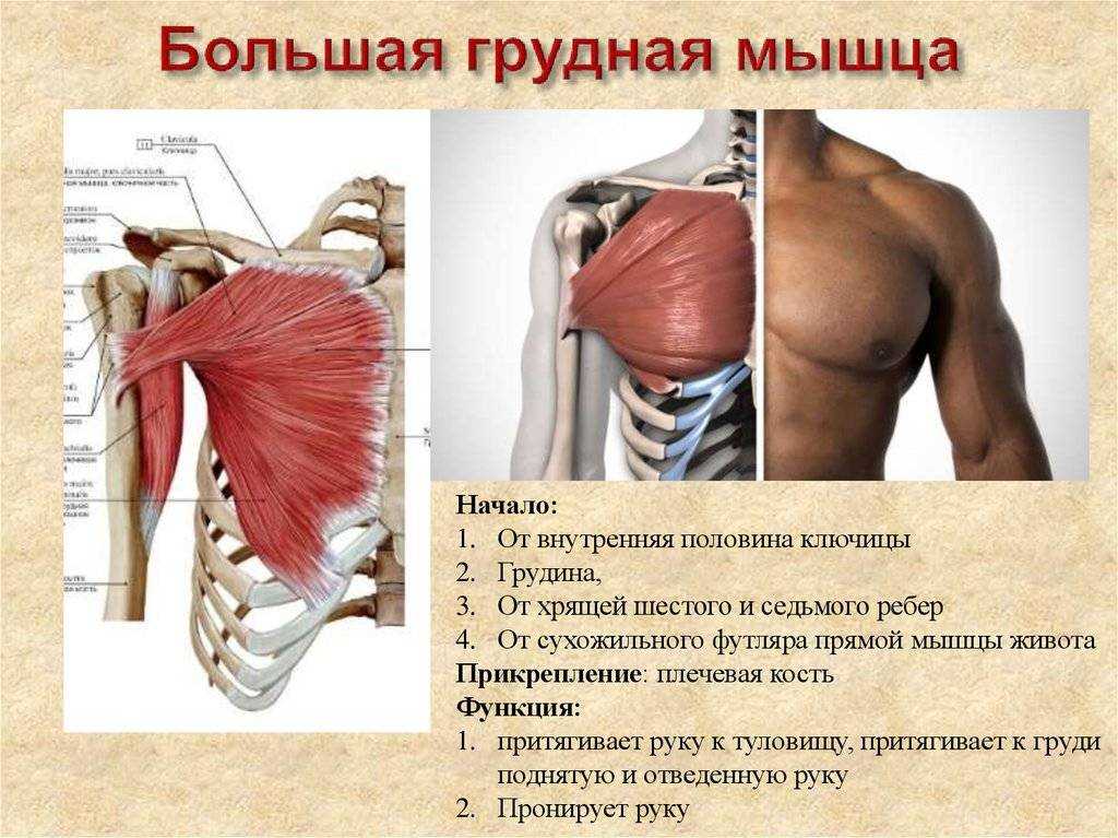 Мышцы груди: строение и функции