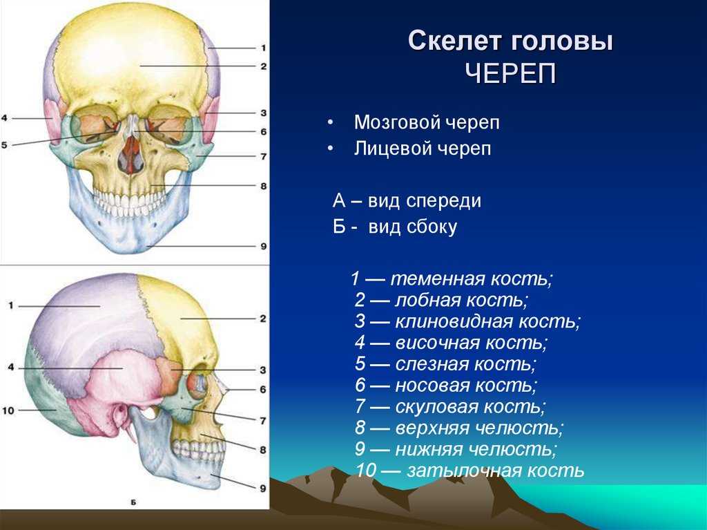 Отделы головного мозга и их функции – таблица