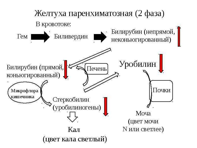 Билирубин при механической желтухе