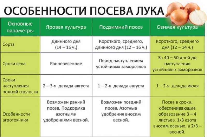 Вес луковицы среднего размера. сколько лука в 1 килограмме
