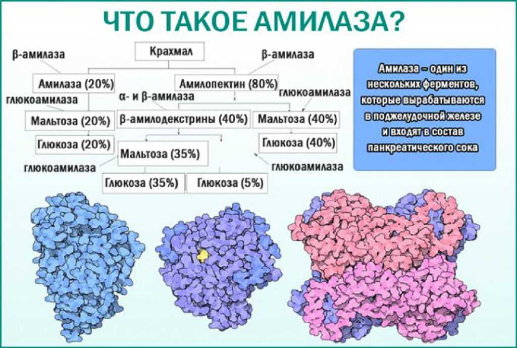 Амилаза фермент: повышенная амилаза в крови, слюны