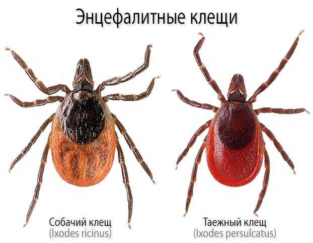 Клещевые инфекции: источники, диагностика, профилактика