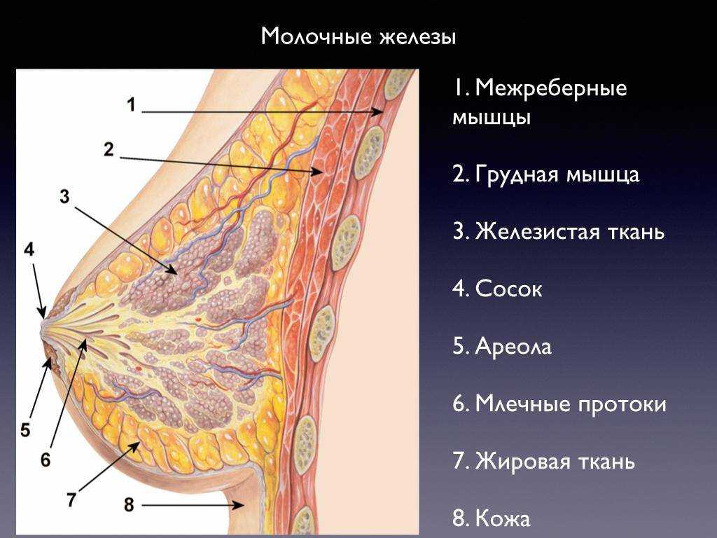 Уплотнение в груди у женщин что это